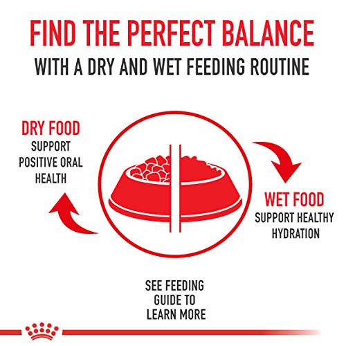 Royal Canin Breed Health Adult Loaf in Sauce The Dachshund Zone