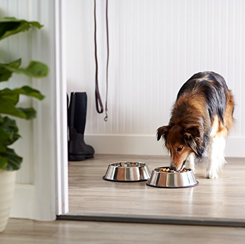 Amazon Basics Stainless Steel Non-Skid Pet Dog Water And Food Bowl The Dachshund Zone