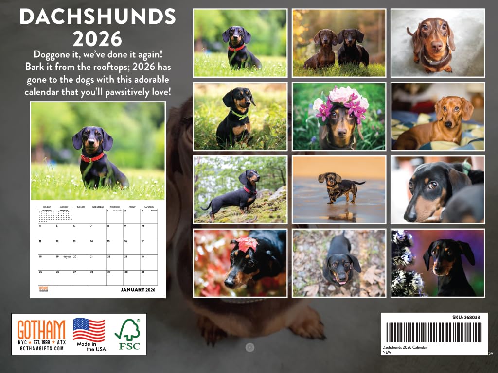 Dachshund Calendar 2026 Monthly Wall Calender The Dachshund Zone