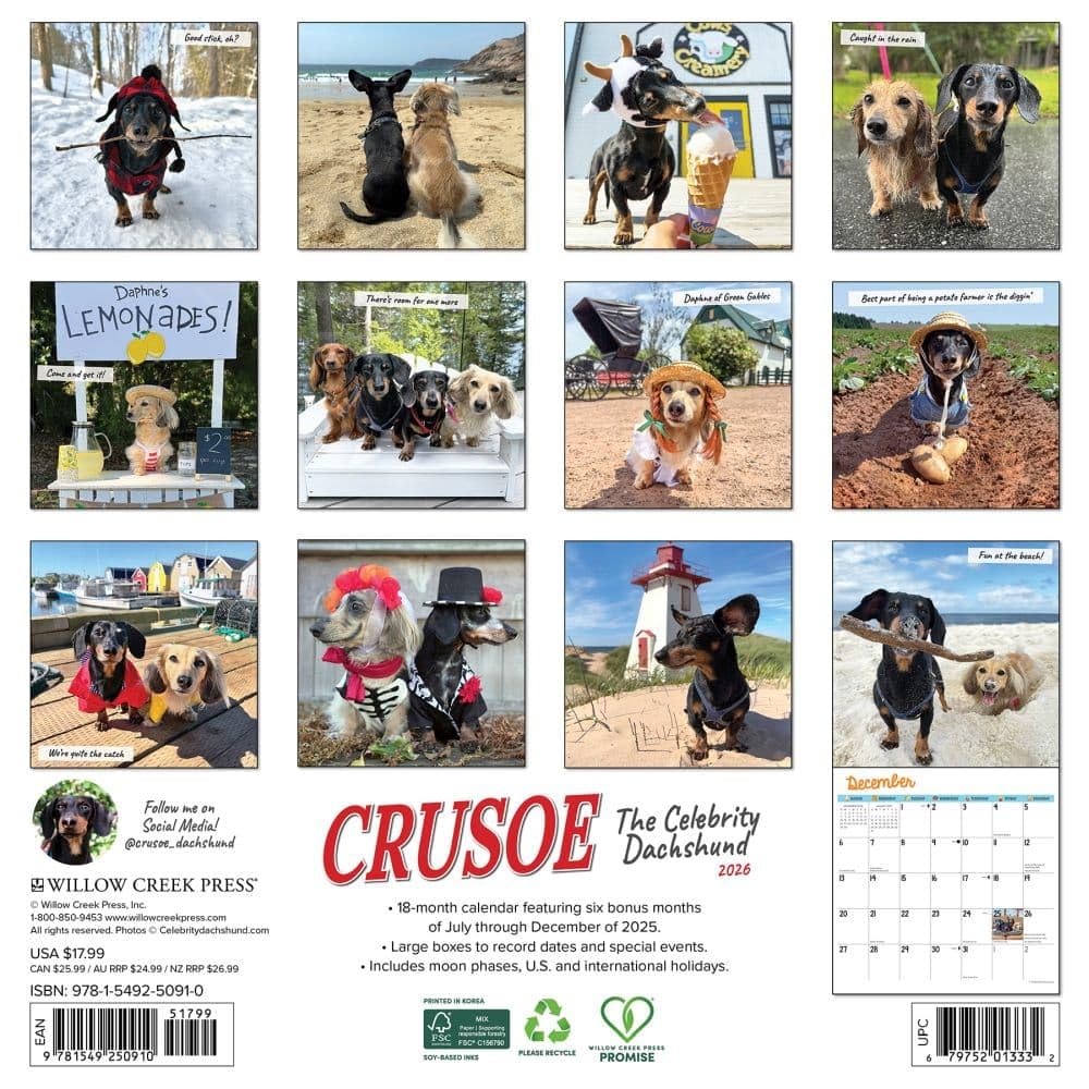 Willow Creek Press, Crusoe the Celebrity Dachshund 2026 Wall Calendar, 12'' X 12'', 18-Month Calendar with Stapled Binding The Dachshund Zone