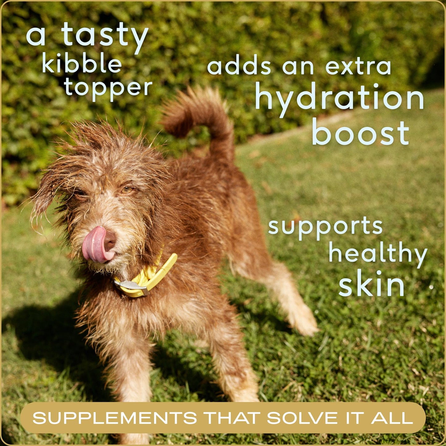 Native Pet Bone Broth for Dogs - Made with Real Beef Bone Broth The Dachshund Zone