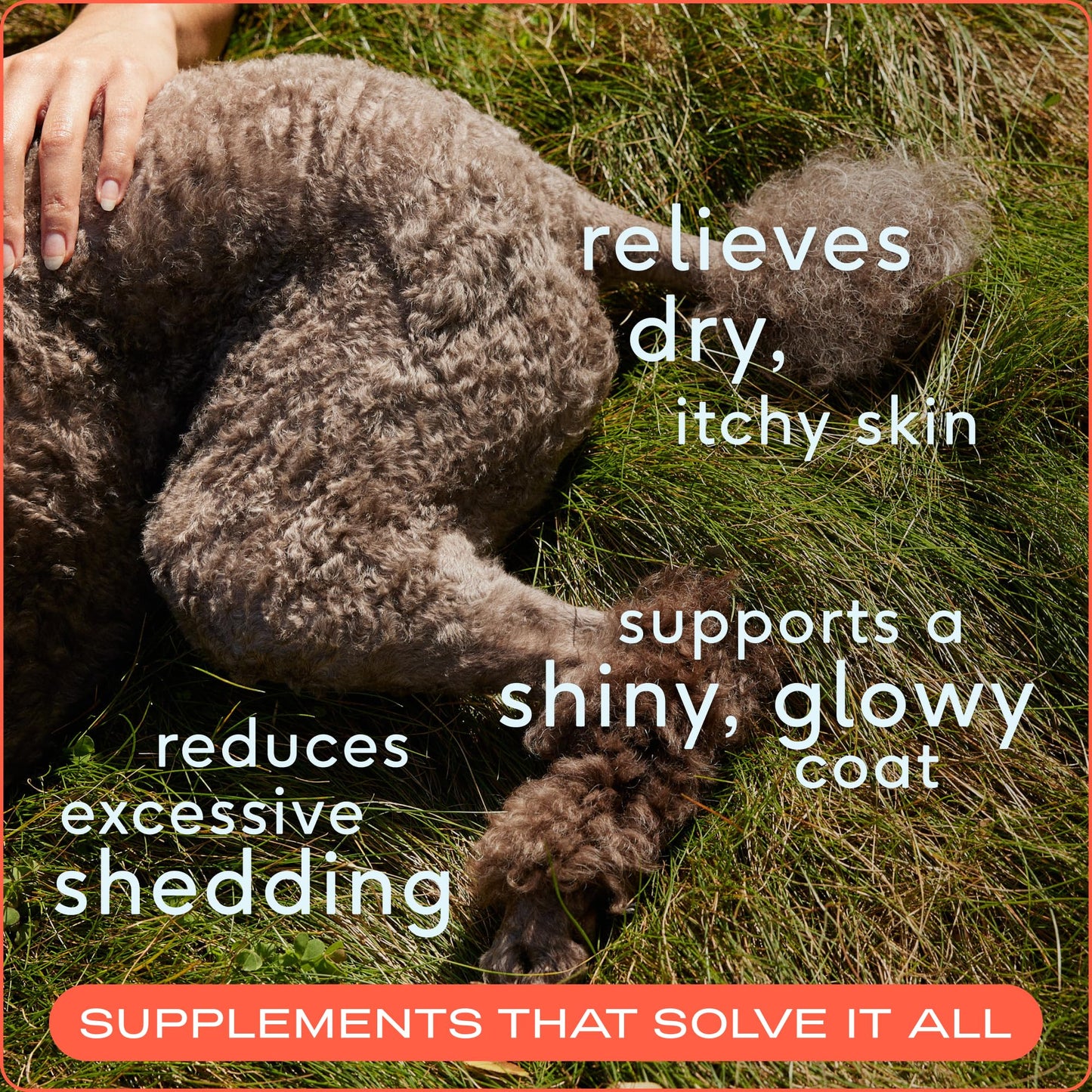 Native Pet Omega 3 Fish Oil for Dogs & Cats - Promotes Healthy Skin, Shiny Coat, & Strong Joints The Dachshund Zone