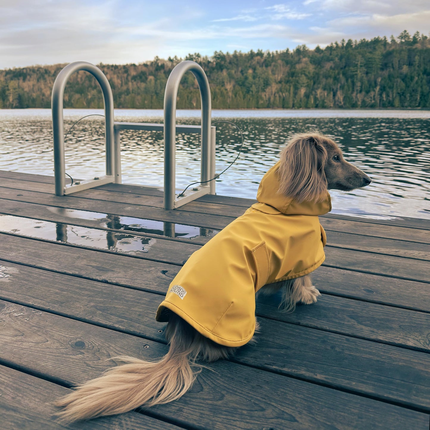 Hudson Hound, Dachshund Raincoat, Sausage Dog Rain Jacket The Dachshund Zone