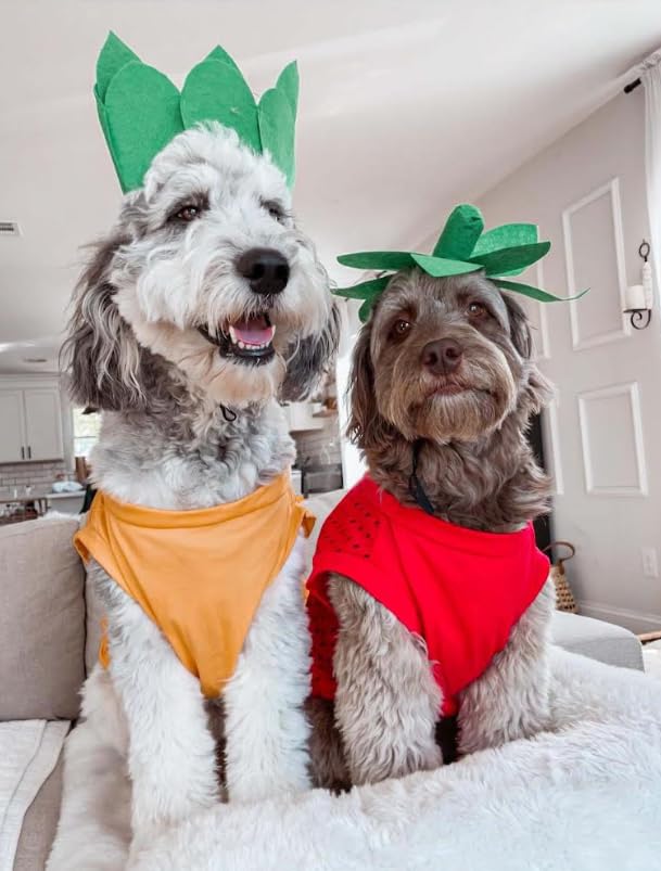 Midlee Strawberry Dog Halloween Costume (Small) The Dachshund Zone
