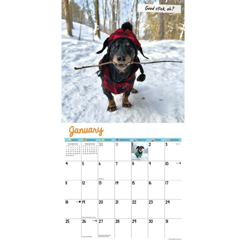 Willow Creek Press, Crusoe the Celebrity Dachshund 2026 Wall Calendar, 12'' X 12'', 18-Month Calendar with Stapled Binding The Dachshund Zone