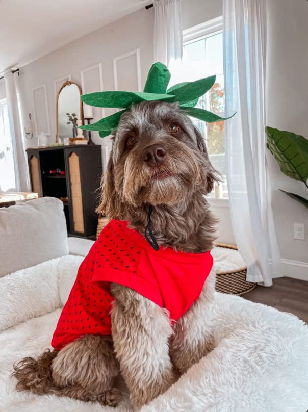 Midlee Strawberry Dog Halloween Costume (Small) The Dachshund Zone