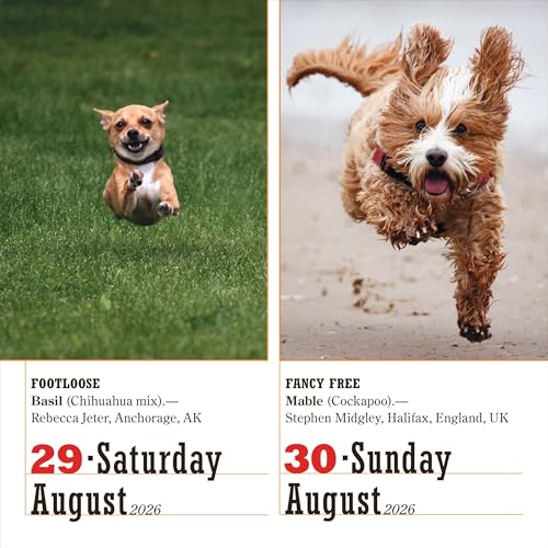 365 Dogs Page-A-Day® Calendar 2026: The World's Favorite Dog Calendar