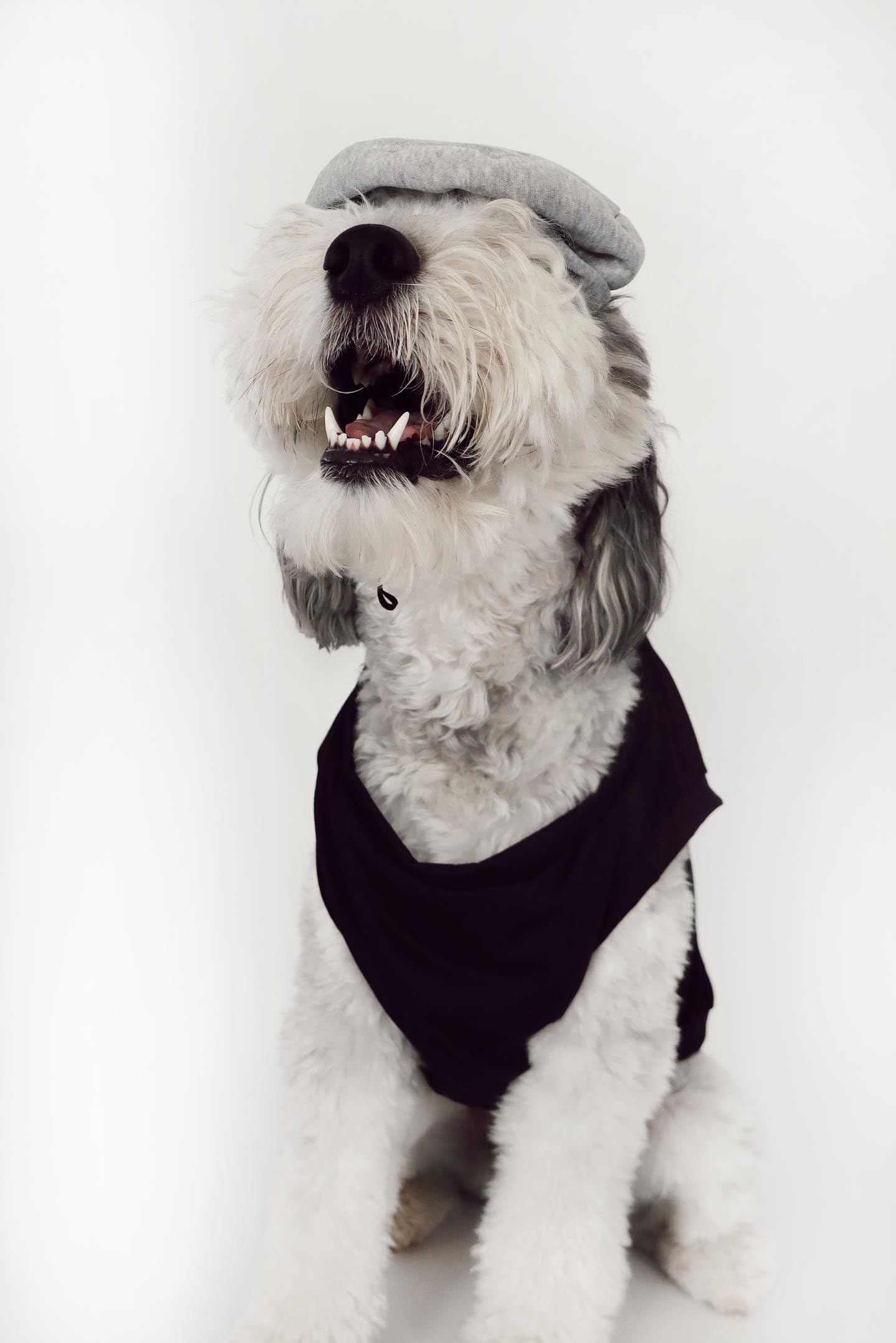 Salt & Pepper Dog Halloween Costume (Pepper, Medium) The Dachshund Zone