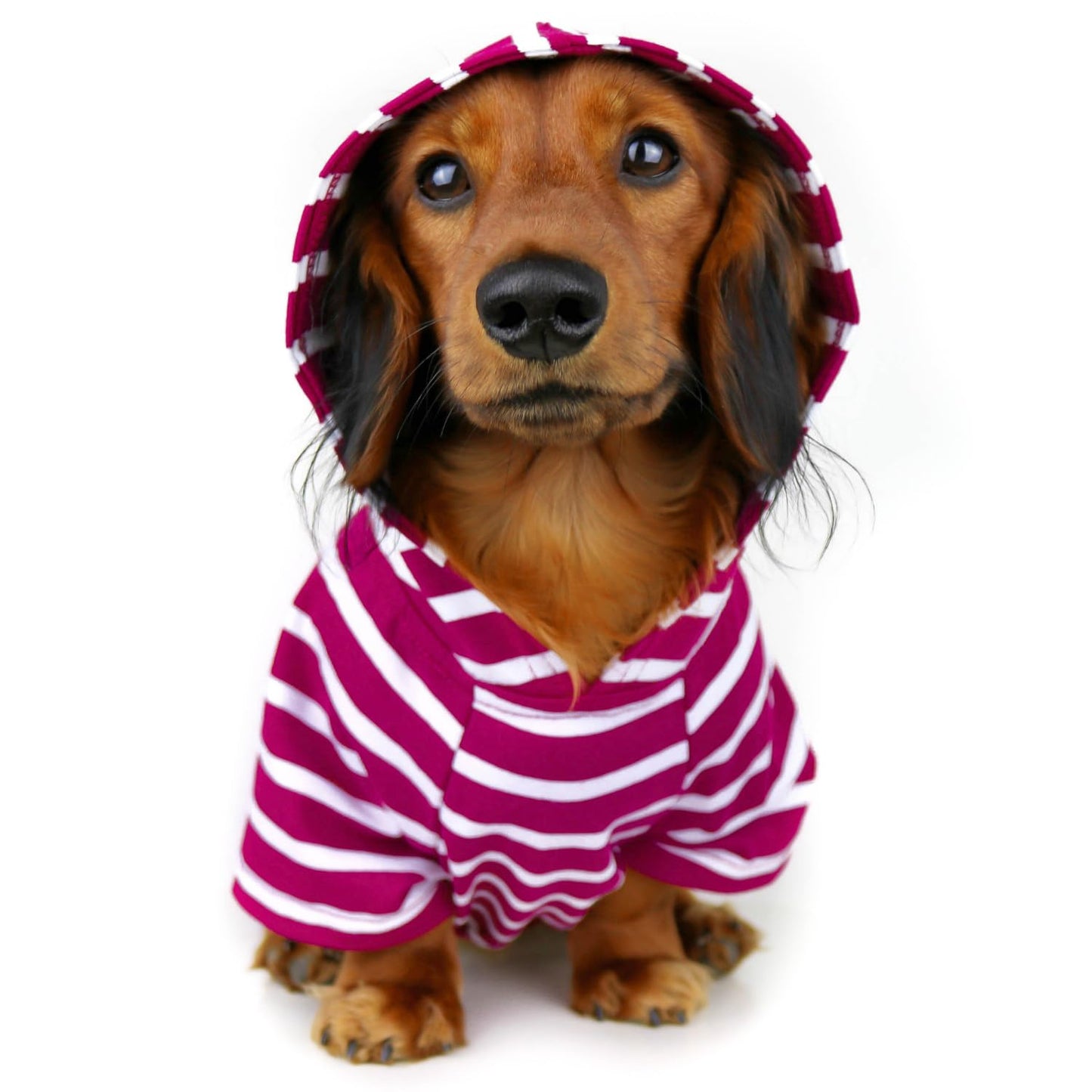 Dog Hoodie – Warm, Lightweight, Soft & Stretchy Dog Sweater The Dachshund Zone