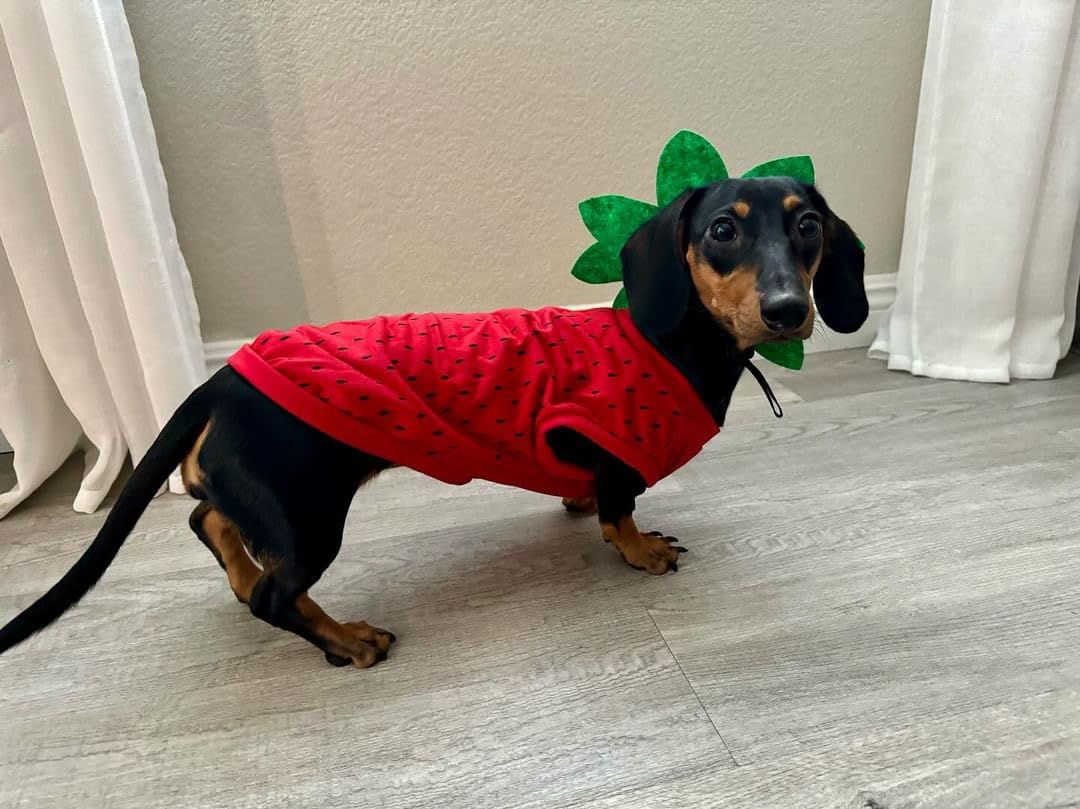 Midlee Strawberry Dog Halloween Costume (Small) The Dachshund Zone