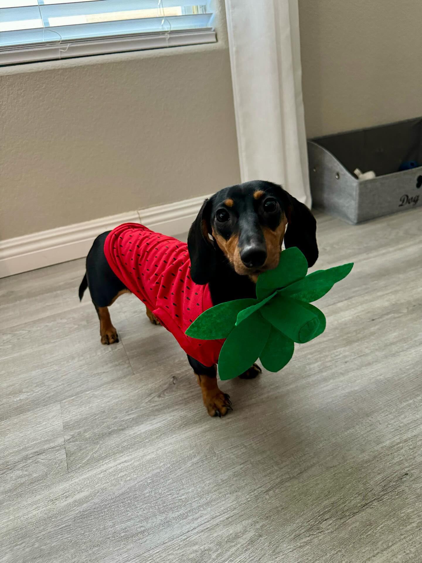 Midlee Strawberry Dog Halloween Costume (Small) The Dachshund Zone
