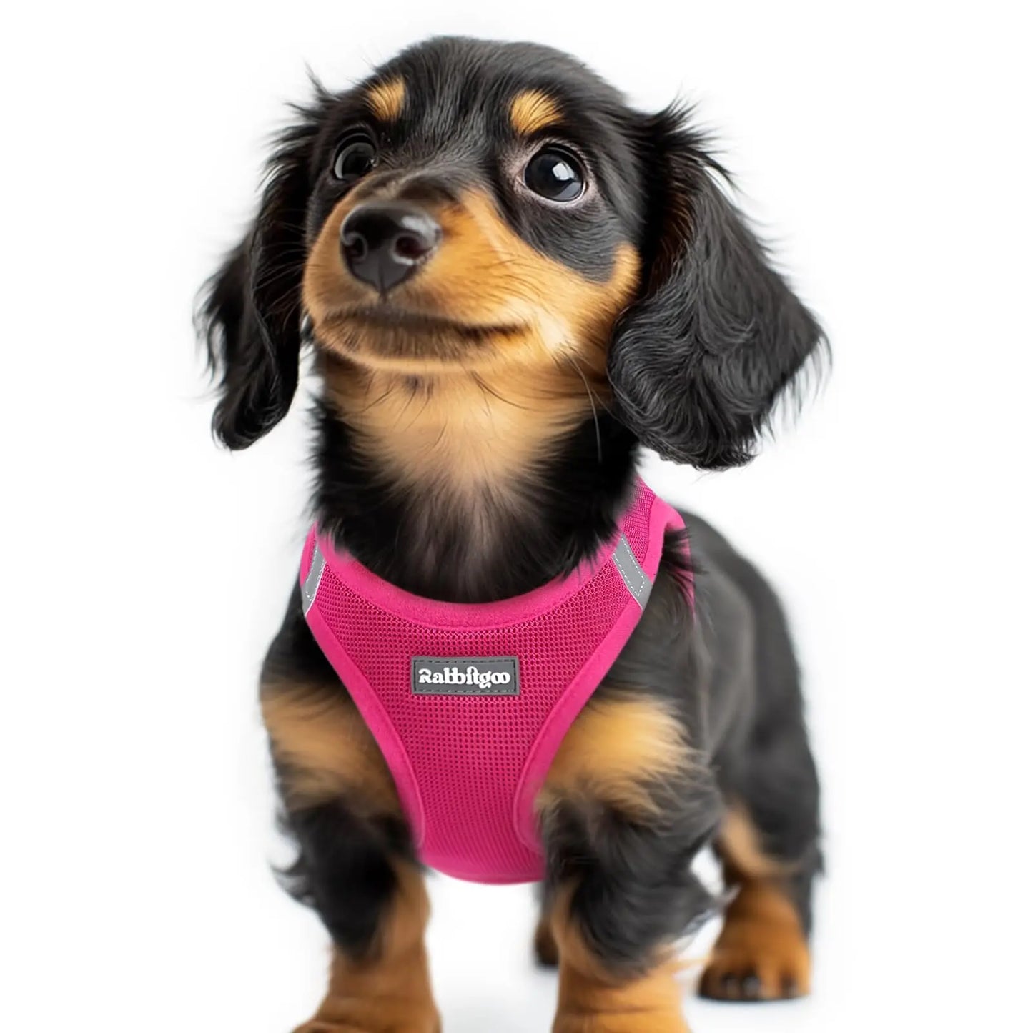 Small Dog Harness, Step-in Soft Mesh Puppy Vest with Safety Buckle, The Dachshund Zone