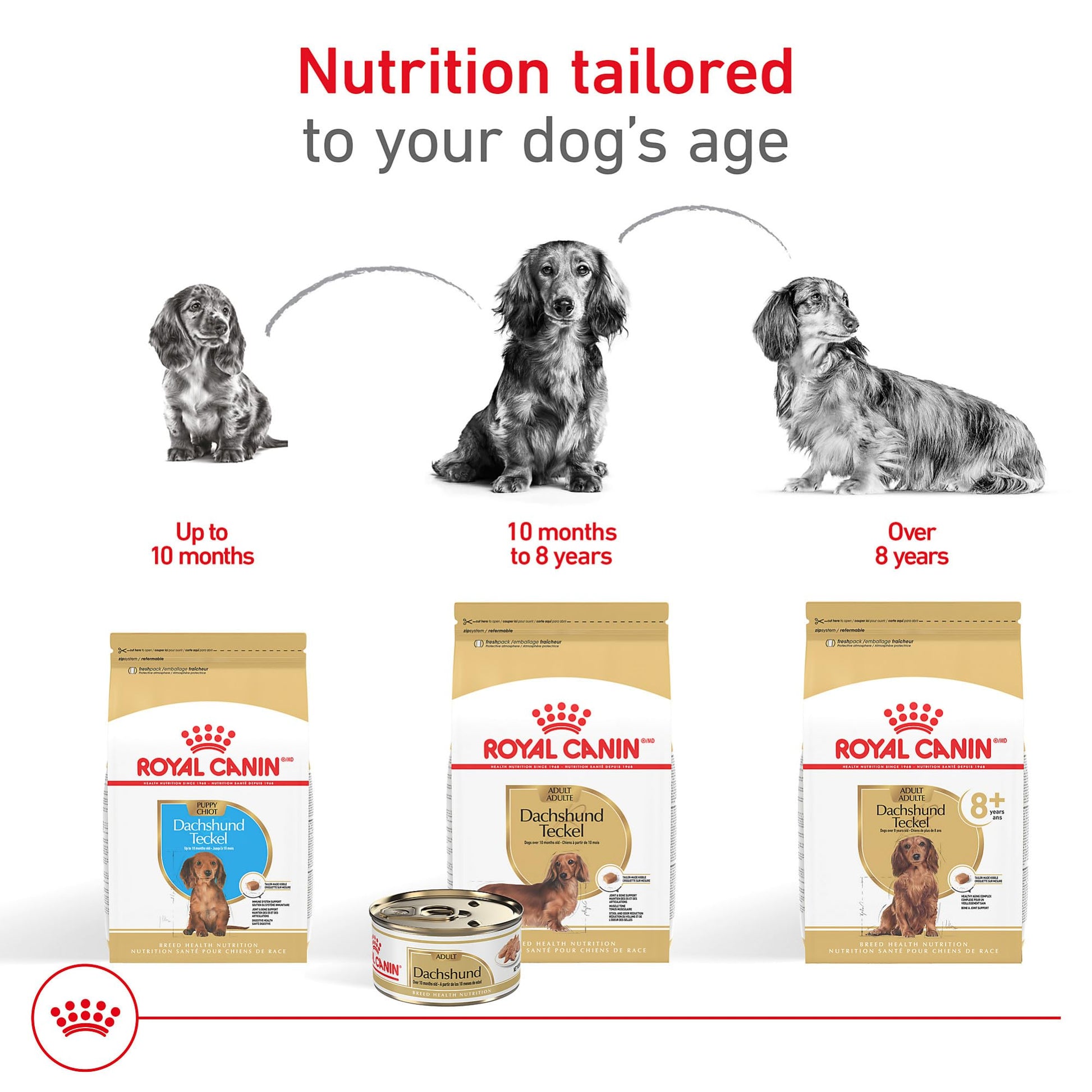 Royal Canin Dachshund Adult Breed Specific Dry Dog Food The Dachshund Zone