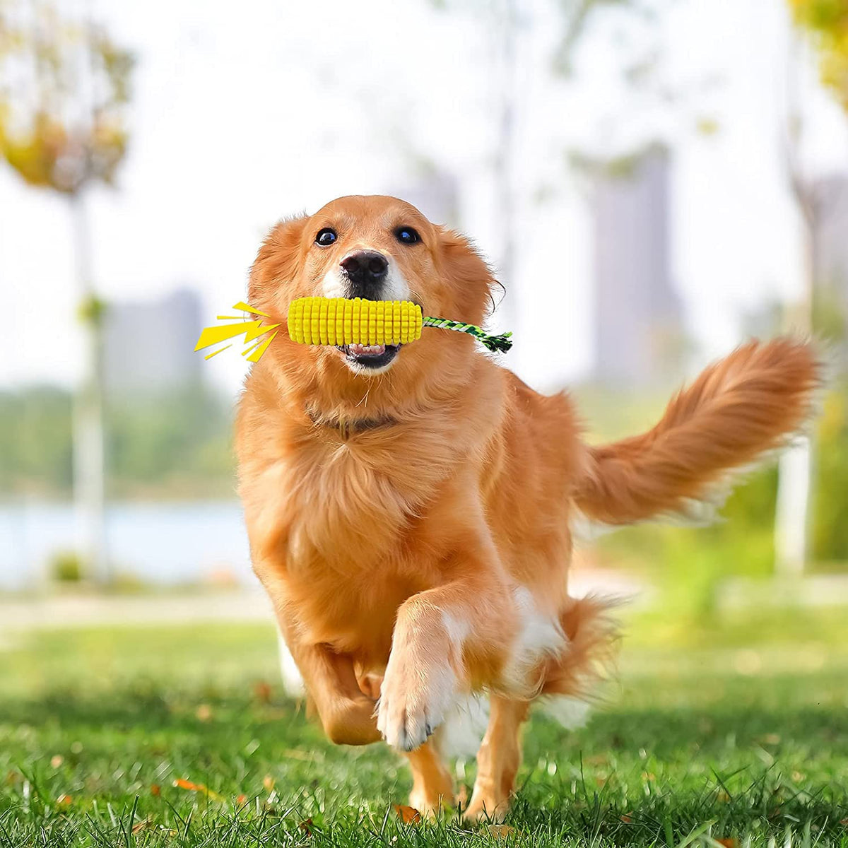 SLAUNT Chew Toys for Aggressive Chewers - Toothbrush Squeaky Interactive Corn Stick Toy for Small Medium Dogs - Teeth Cleaning The Dachshund Zone