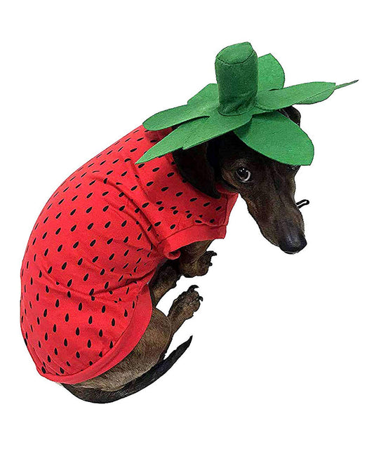 Midlee Strawberry Dog Halloween Costume (Small) The Dachshund Zone