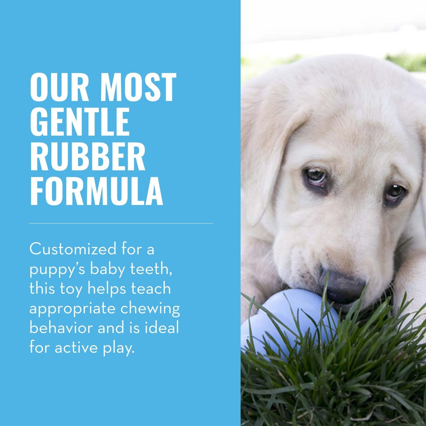 KONG Puppy - Natural Teething Rubber Chew Toy for Dogs The Dachshund Zone