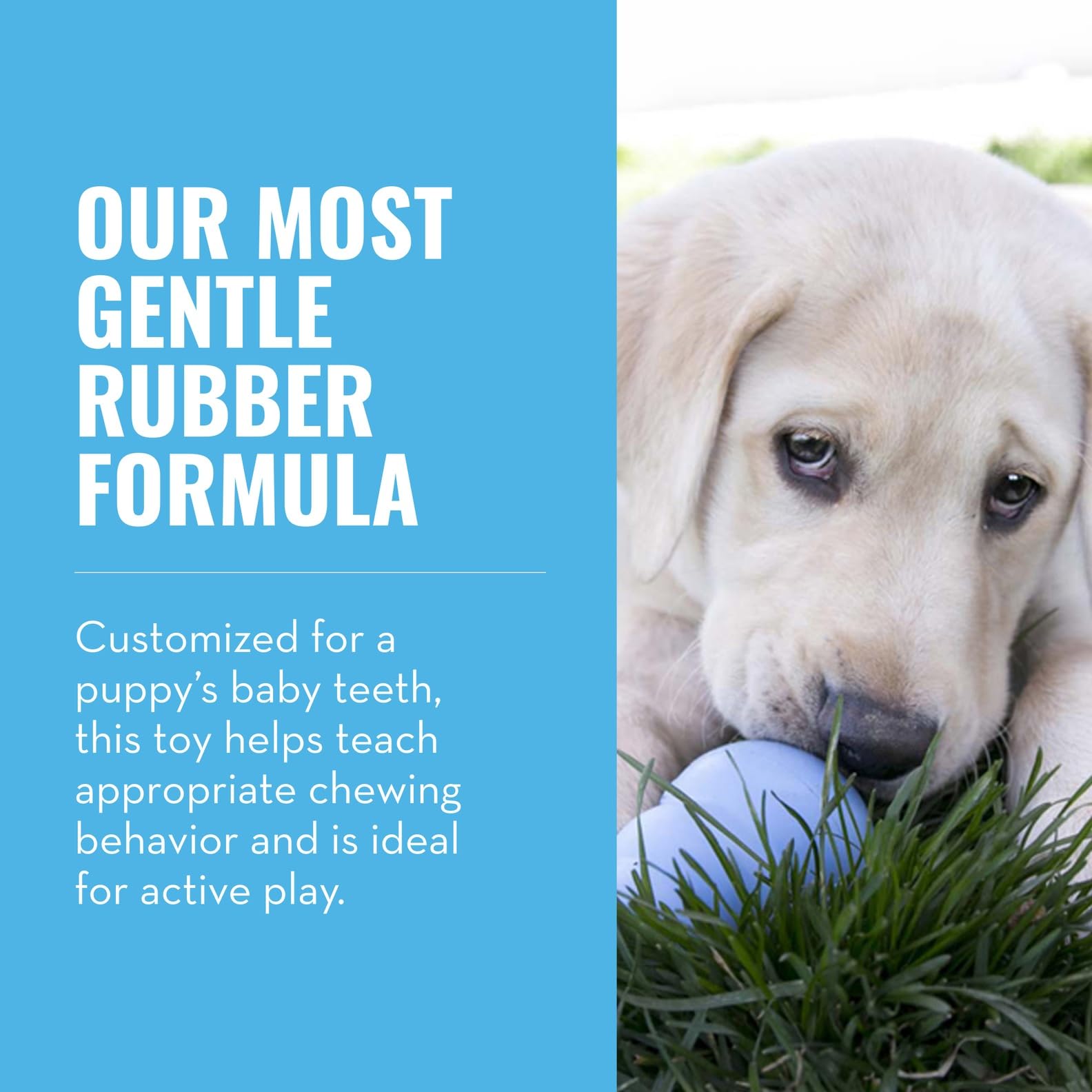 KONG Puppy - Natural Teething Rubber Chew Toy for Dogs The Dachshund Zone