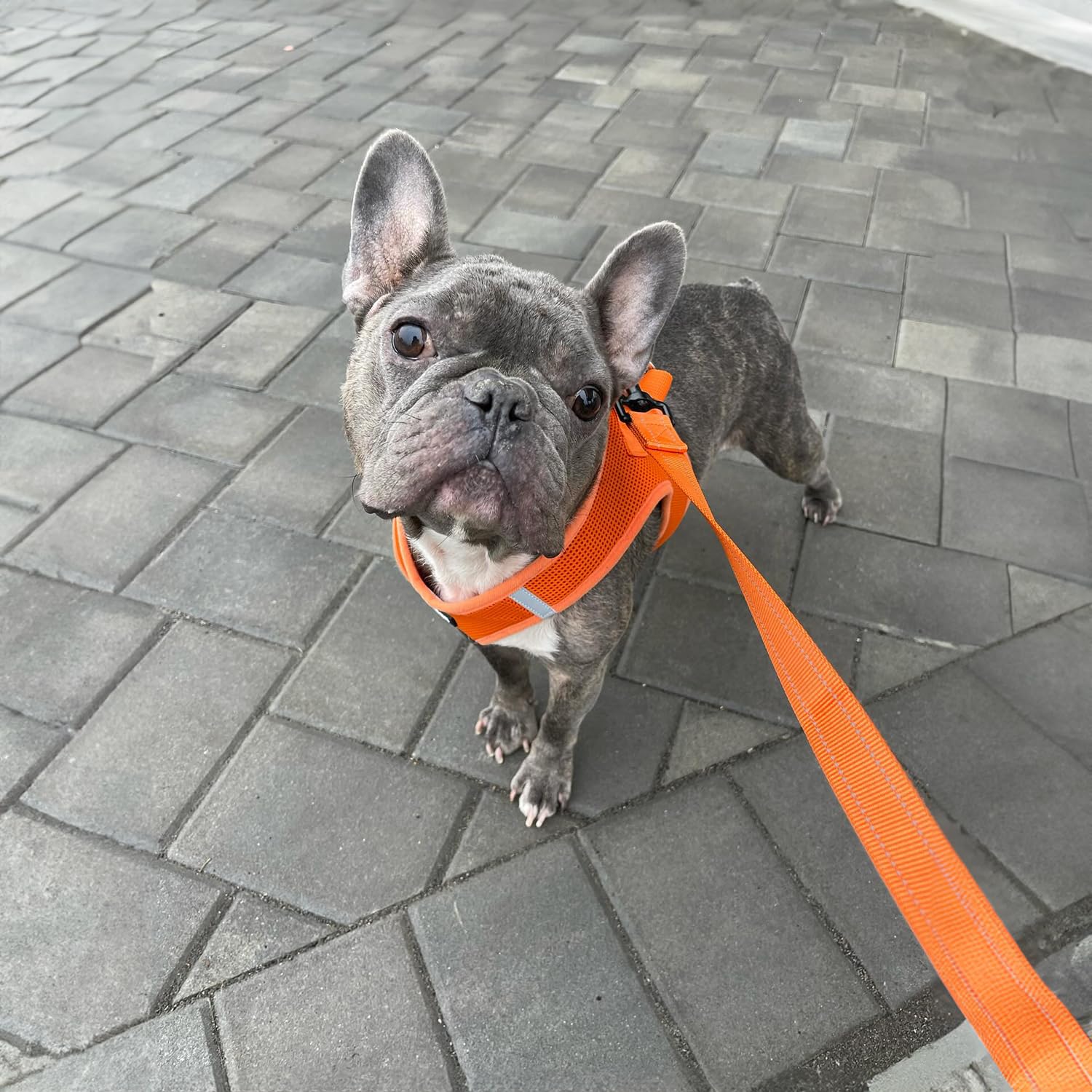 Voyager Reflective Dog Leash with Neoprene Handle The Dachshund Zone
