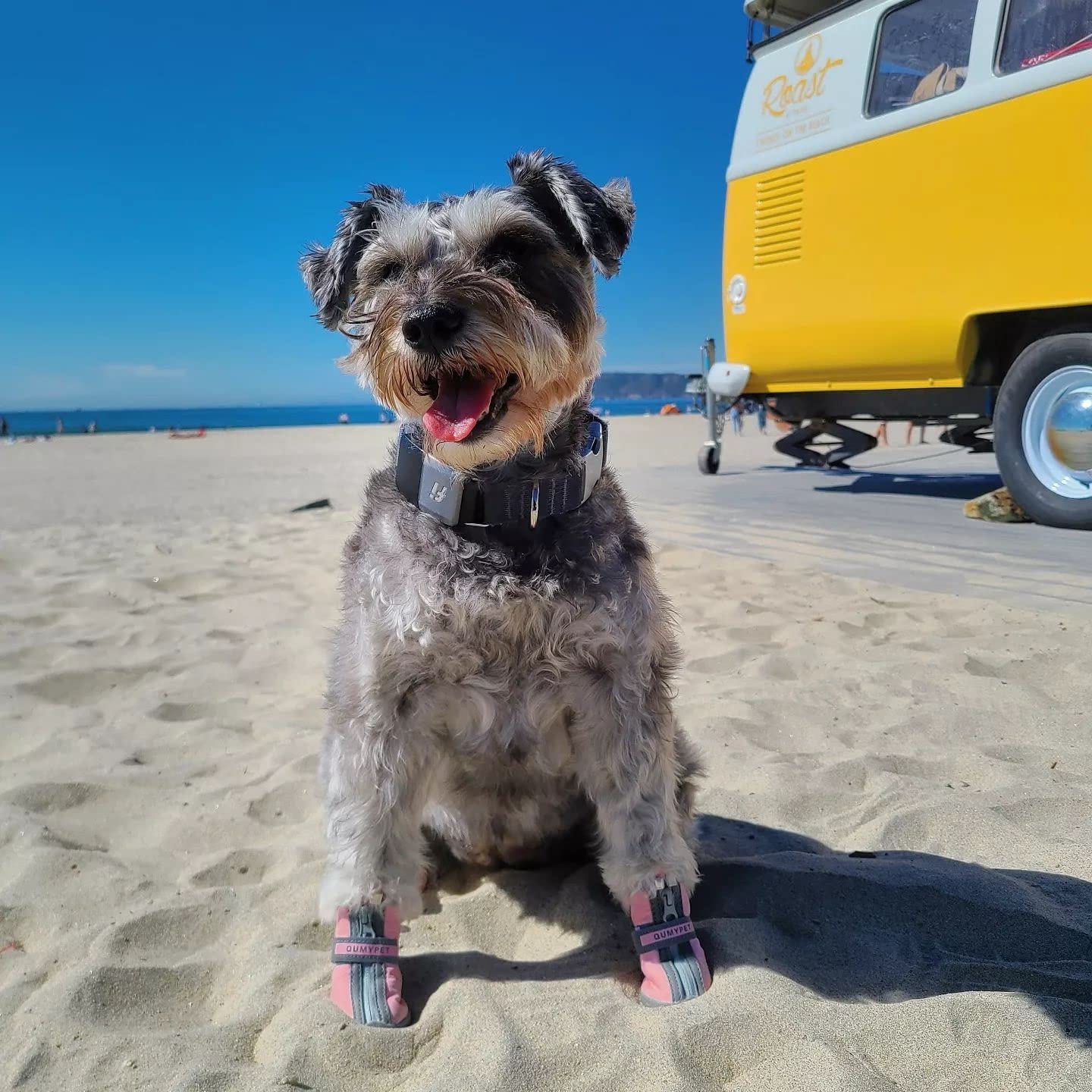 QUMY Dog Shoes for Small Dogs, Puppy Dog Boots & Paw Protectors The Dachshund Zone