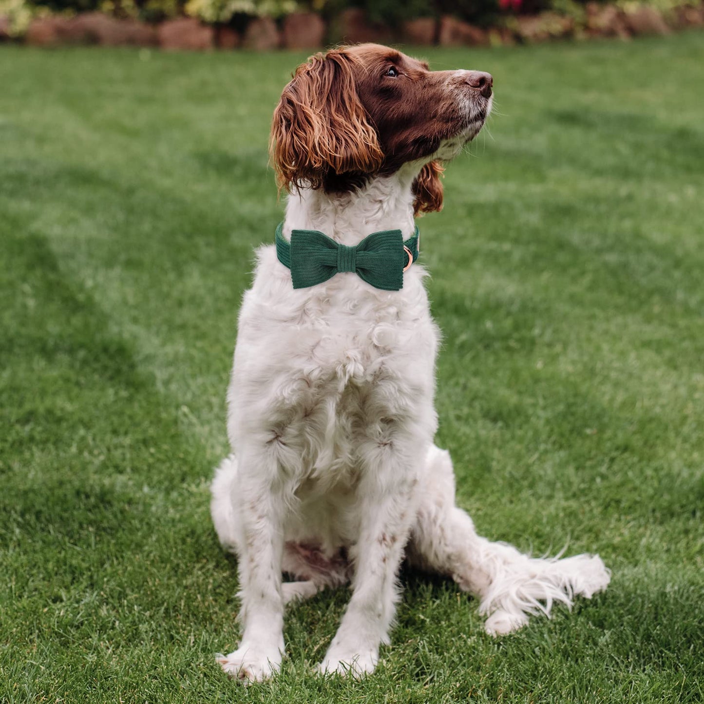 Babole Pet Green Dog Collars for Small Dog The Dachshund Zone