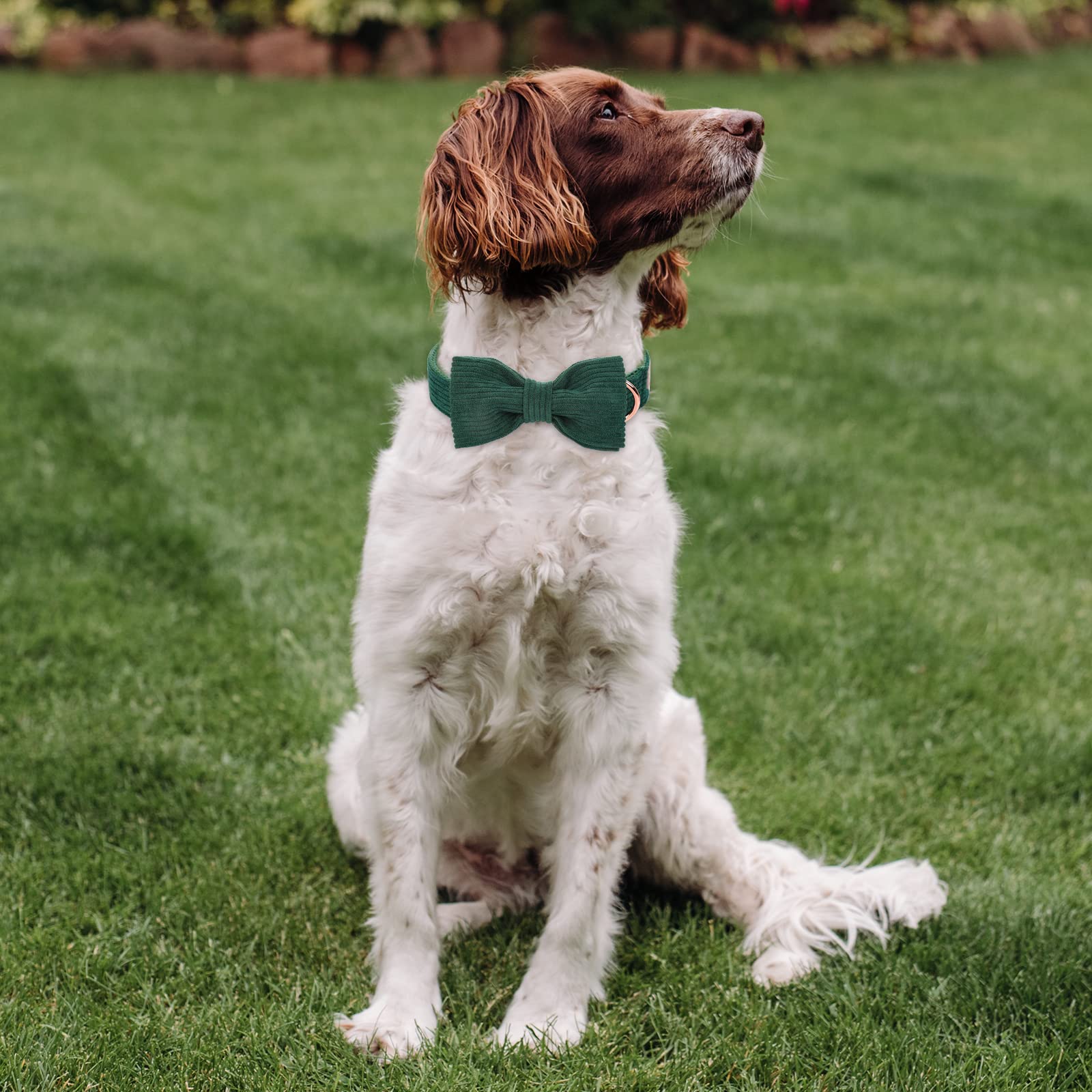 Babole Pet Green Dog Collars for Small Dog The Dachshund Zone
