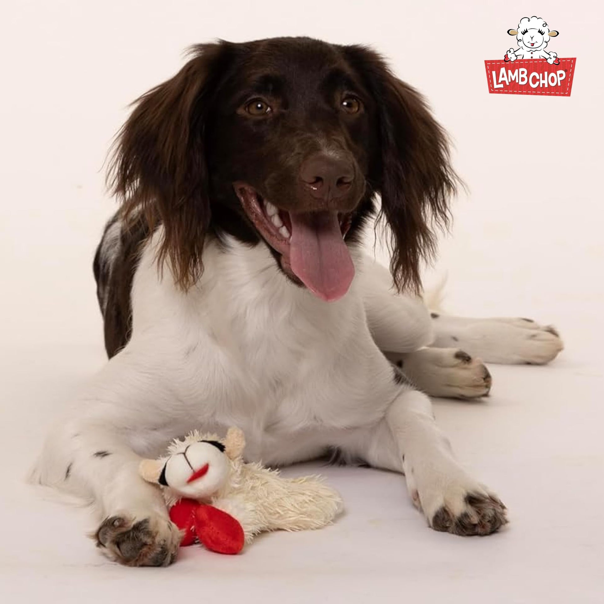 Multipet Lamb Chop Dog Plush Toy - Squeaky Toy for All Dogs The Dachshund Zone