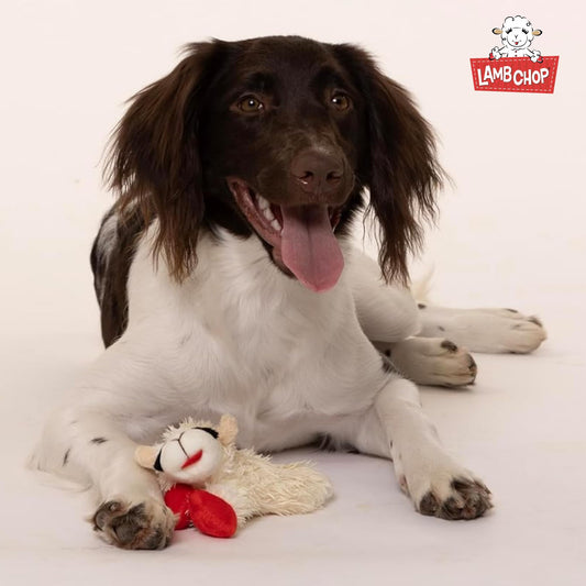 Multipet Lamb Chop Dog Plush Toy - Squeaky Toy for All Dogs The Dachshund Zone