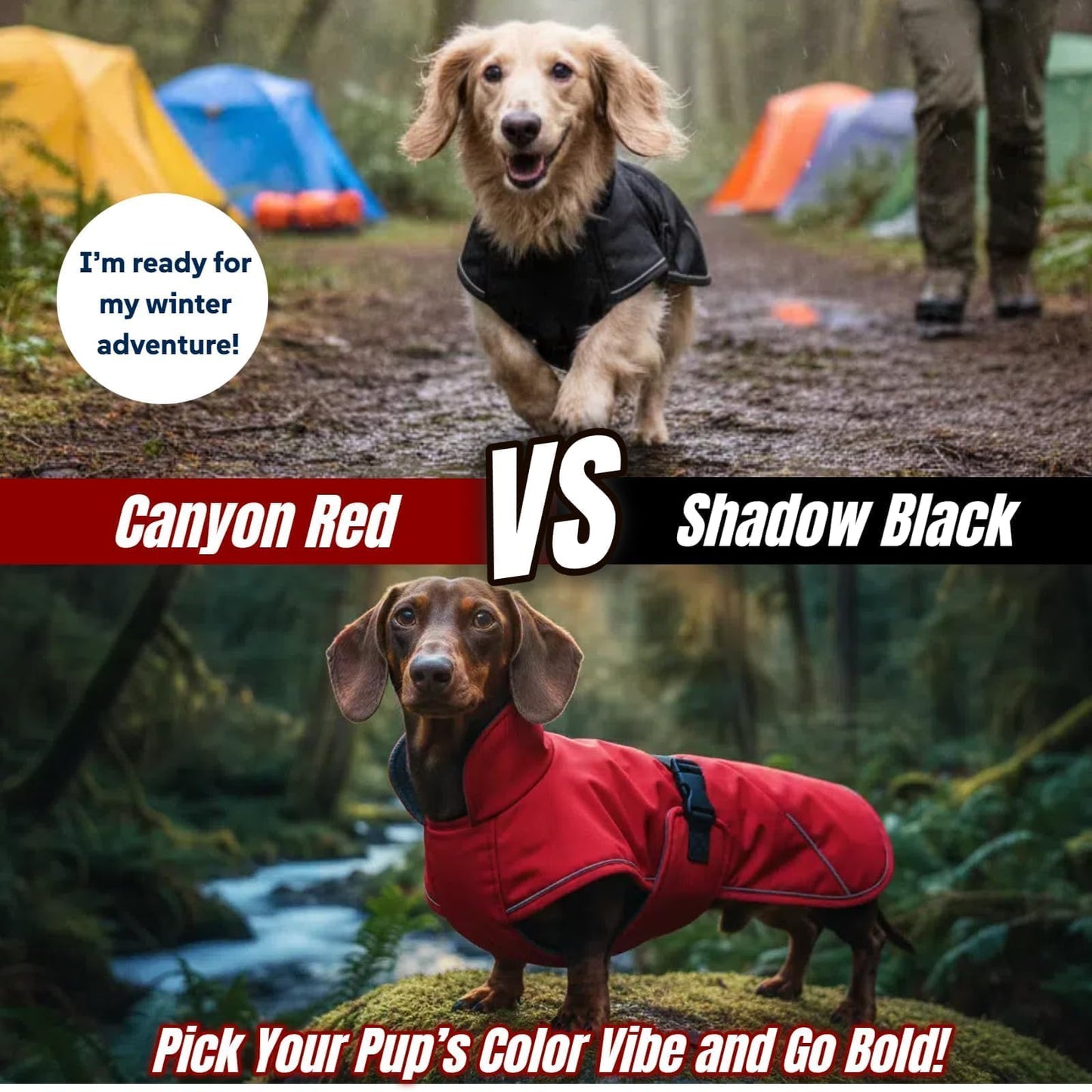 Dachshund Jackets with Adjustable Bands The Dachshund Zone