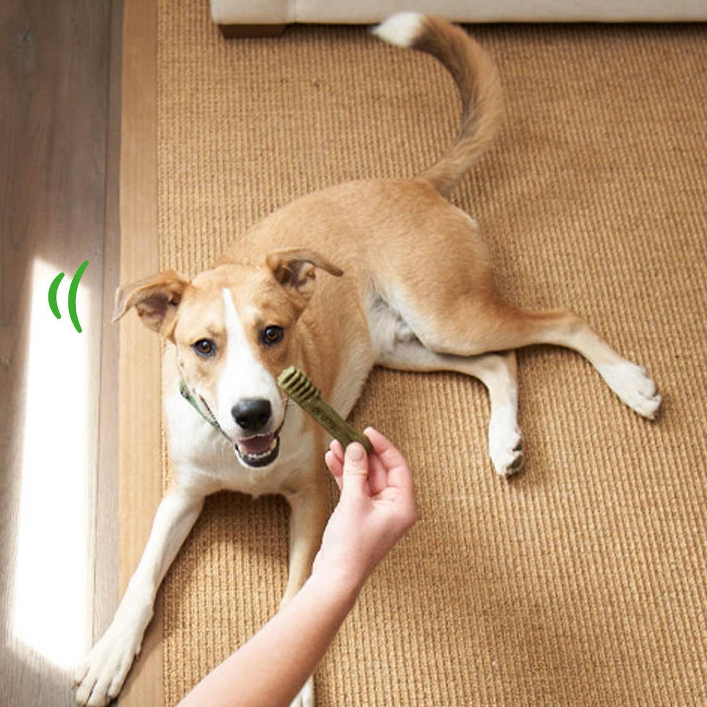 Greenies Puppy Teenie Size Dental Dog Treats The Dachshund Zone