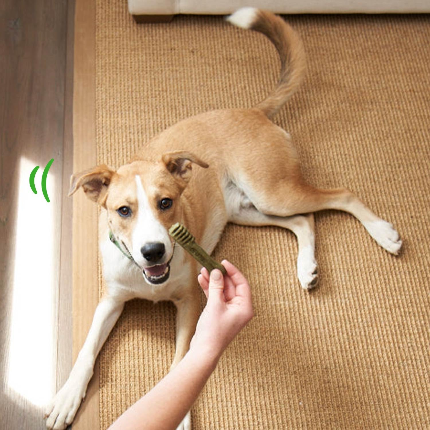 Greenies Puppy Teenie Size Dental Dog Treats The Dachshund Zone