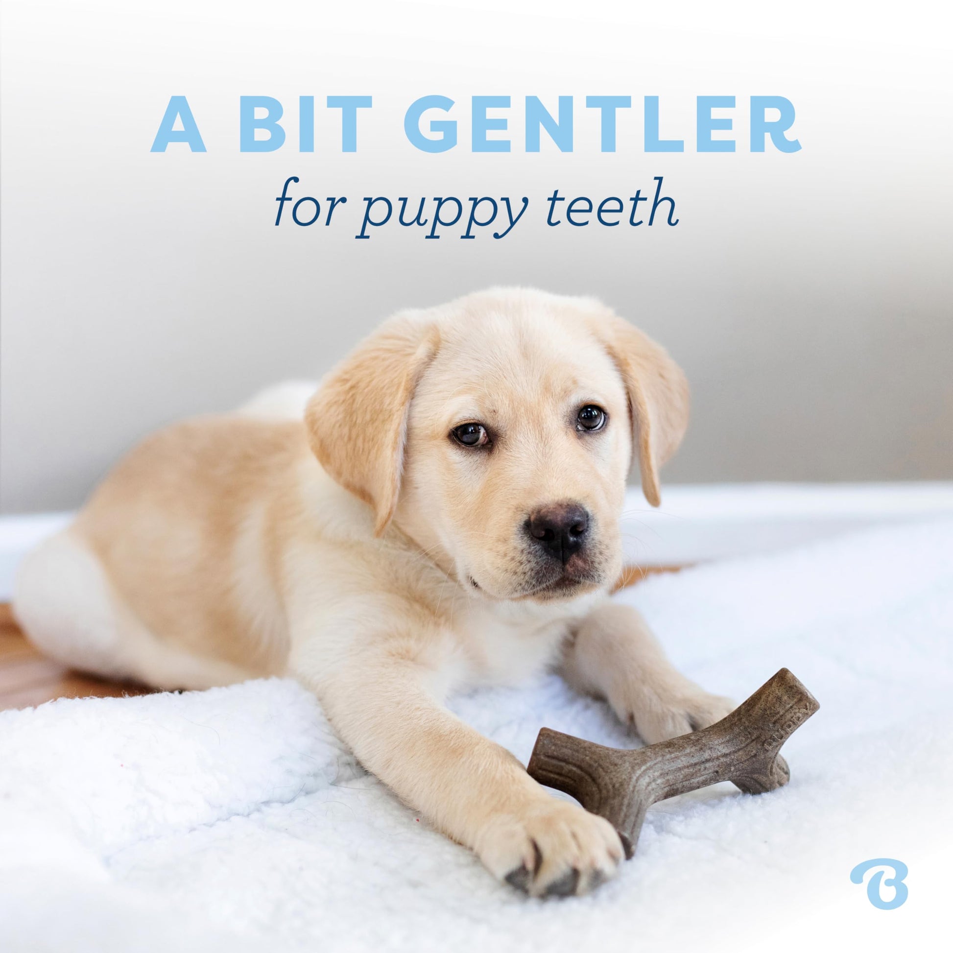 Benebone Puppy 2-Pack Maplestick/Zaggler The Dachshund Zone