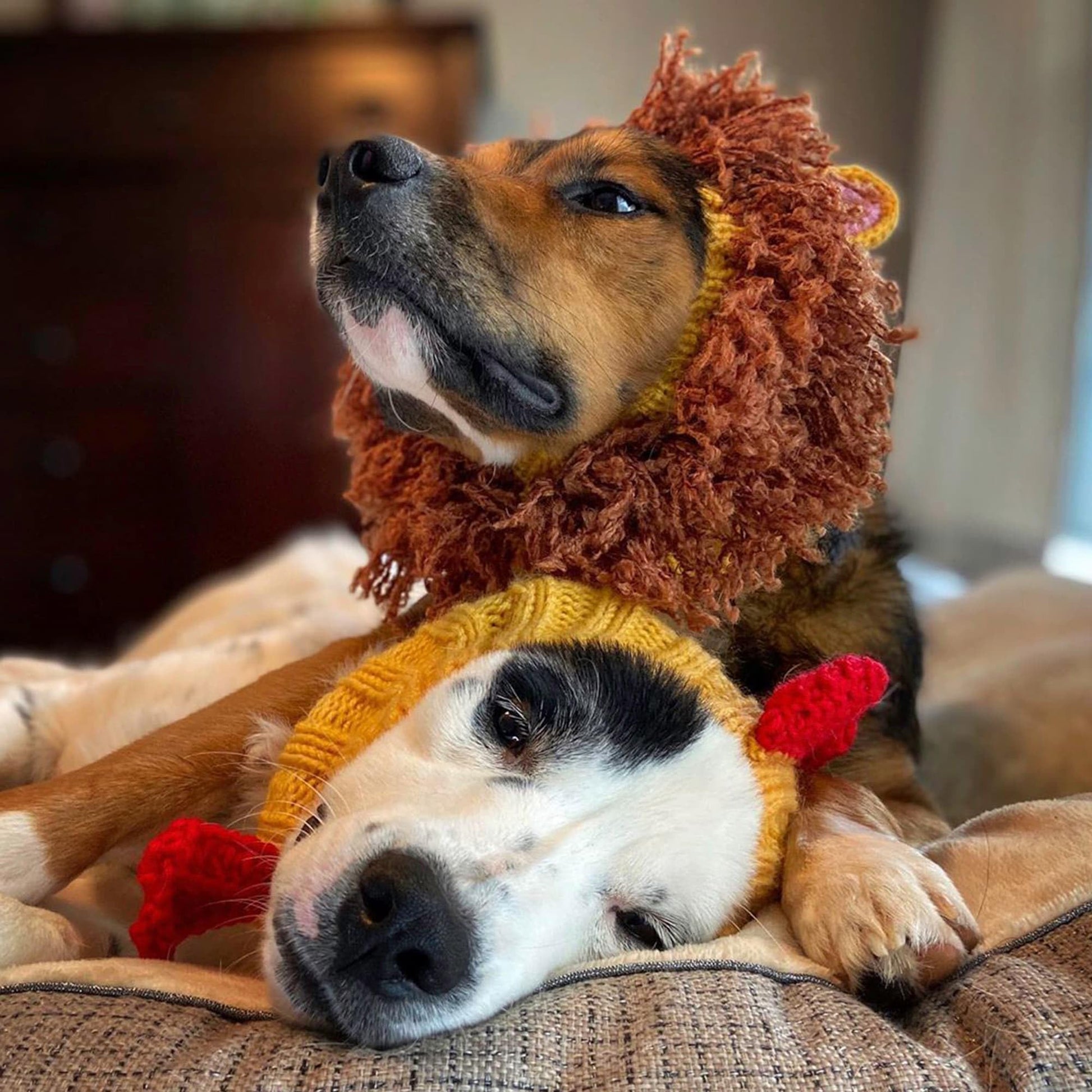 Zoo Snoods Rooster Costume - Knit Chicken Dog Snood Ear Wrap for Pets, Warm Neck Cover for Halloween and Winter (Small) The Dachshund Zone