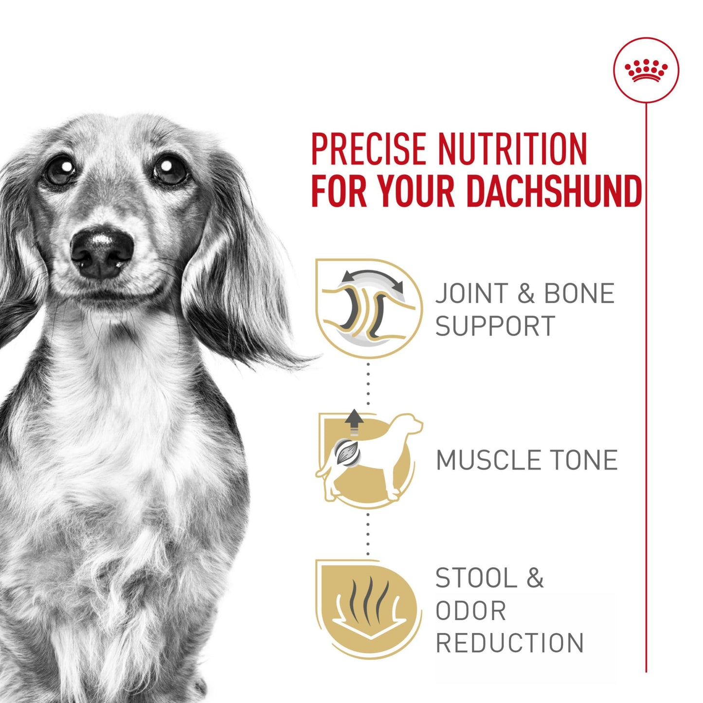 Royal Canin Dachshund Adult Breed Specific Dry Dog Food The Dachshund Zone