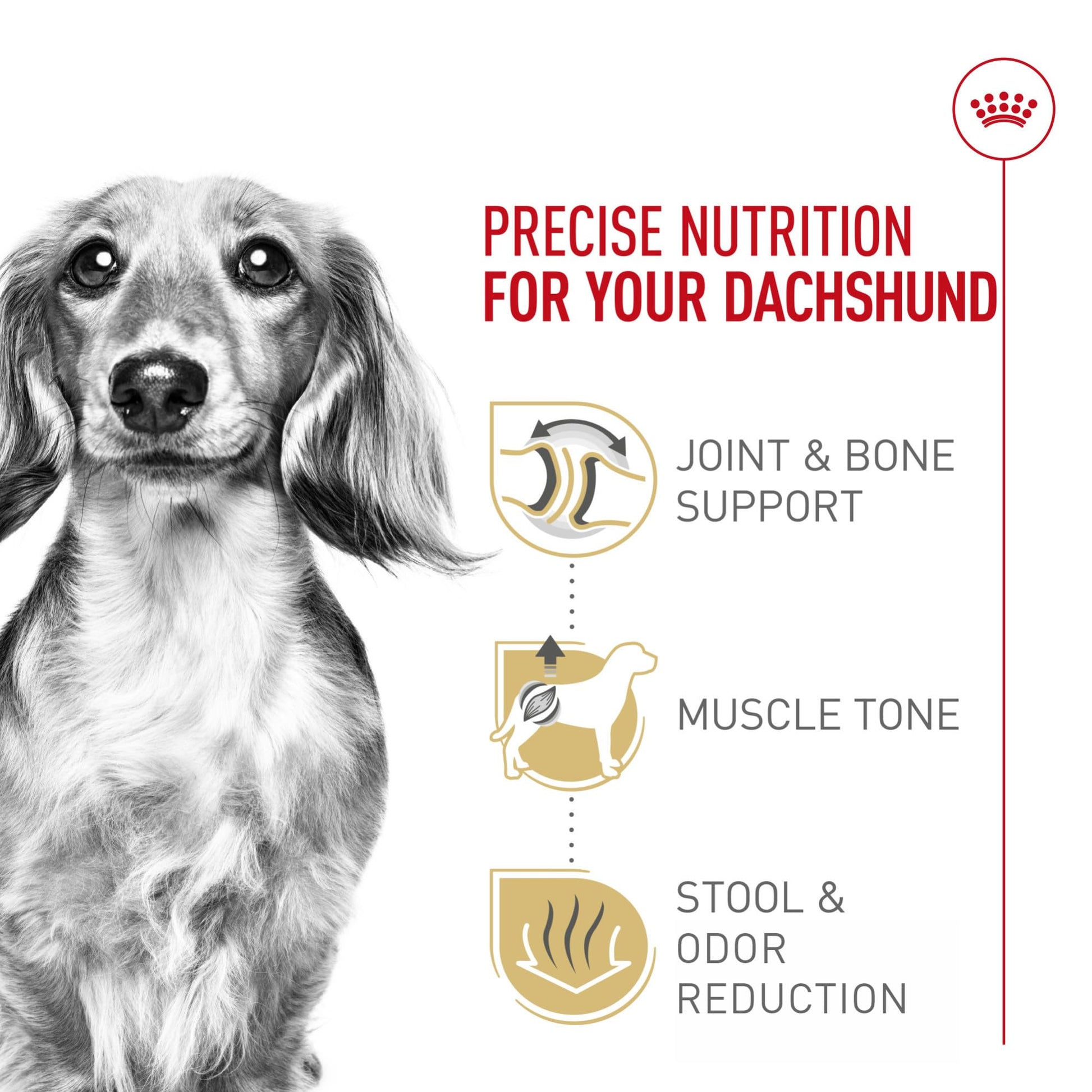 Royal Canin Dachshund Adult Breed Specific Dry Dog Food The Dachshund Zone