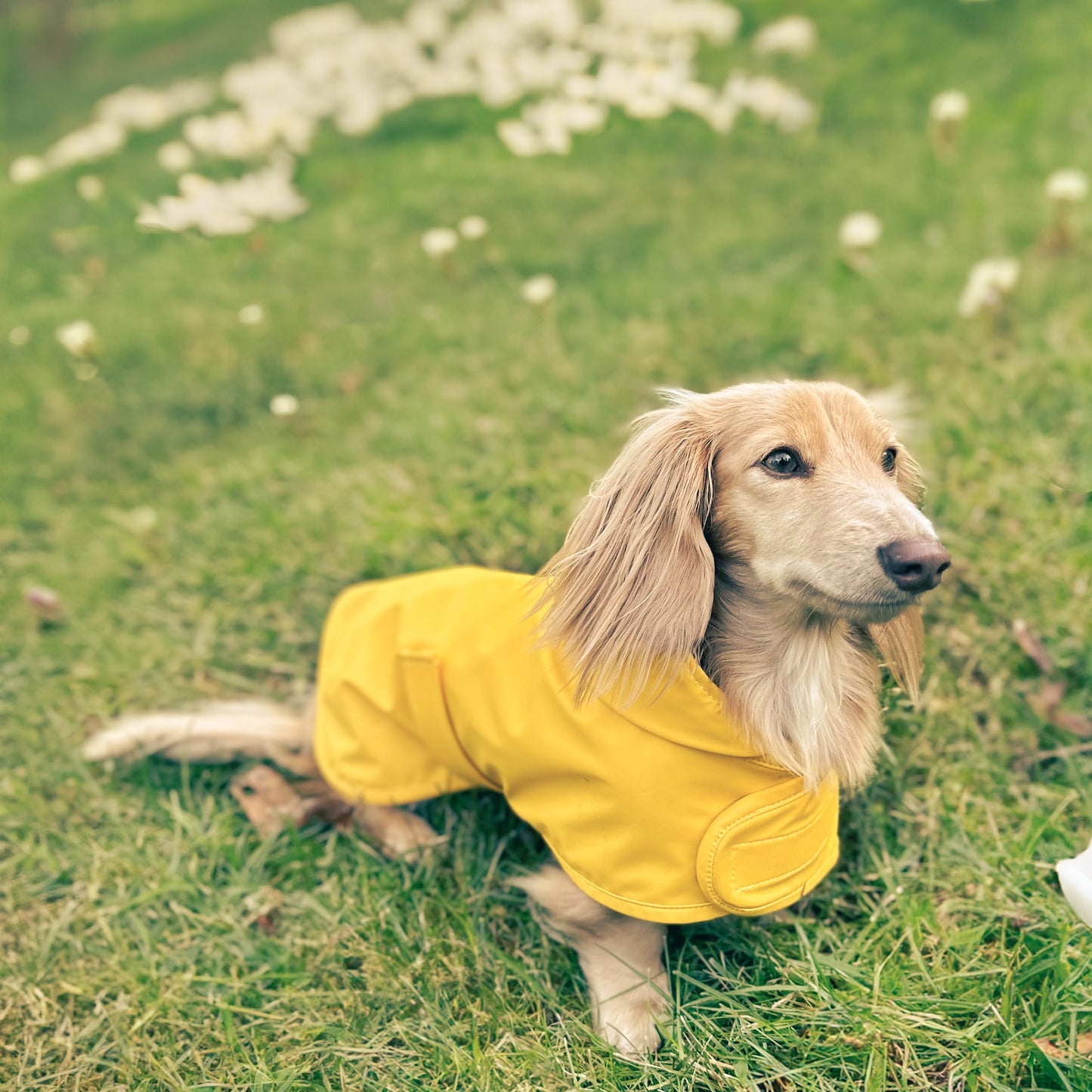 Hudson Hound, Dachshund Raincoat, Sausage Dog Rain Jacket The Dachshund Zone