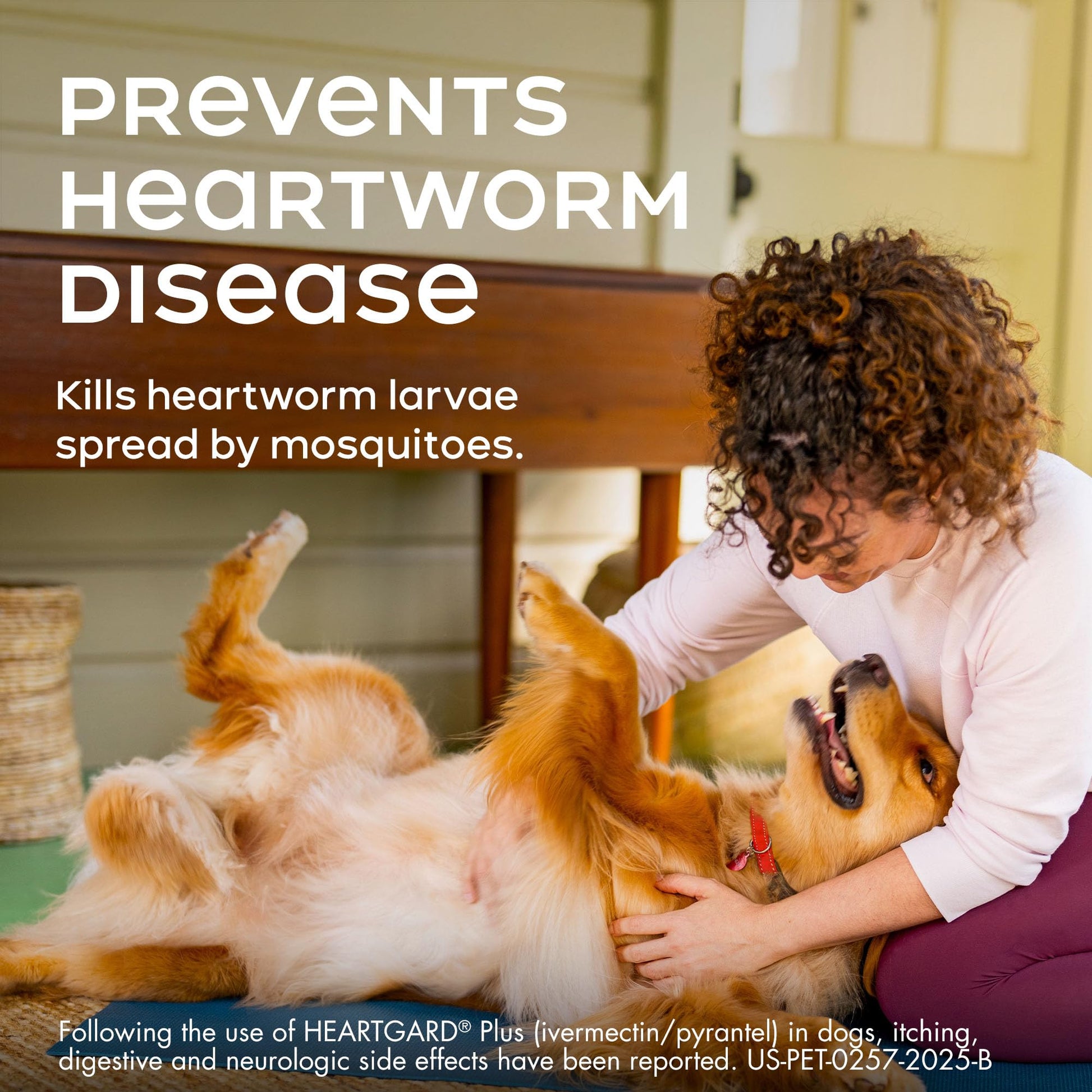 HEARTGARD® Plus (ivermectin/pyrantel) Real-Beef Chewables The Dachshund Zone