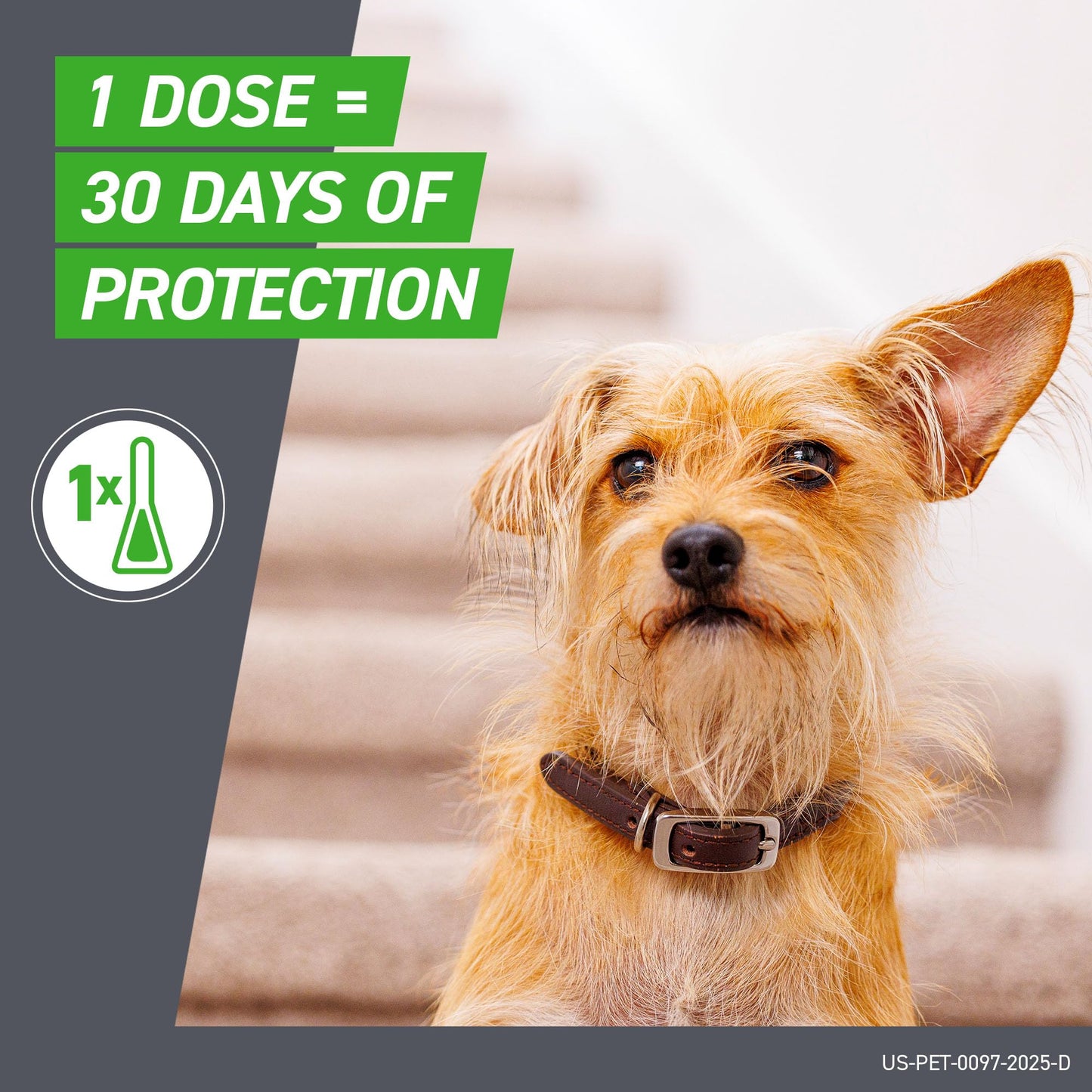 FRONTLINE Plus Flea and Tick Treatment for Small Dogs The Dachshund Zone