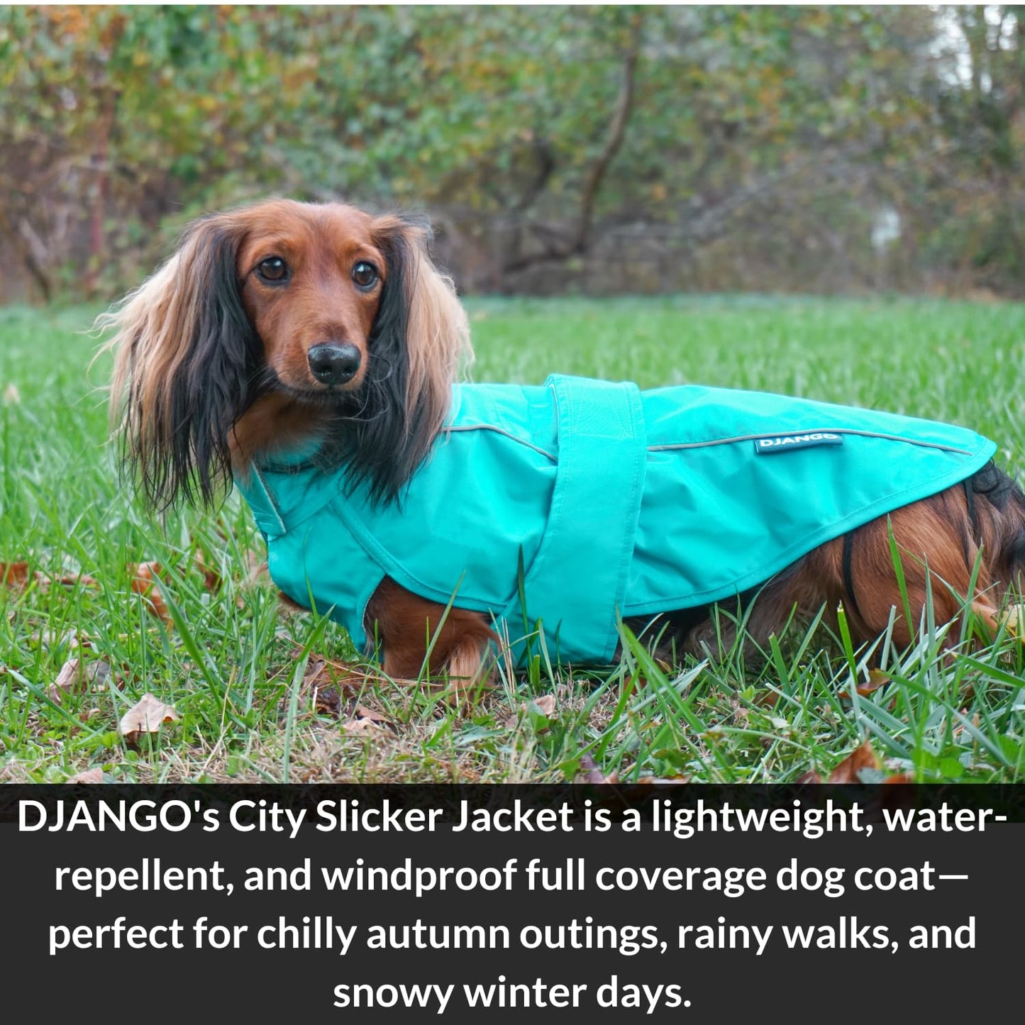 Dog Jacket & Raincoat – Lightweight Water-Resistant The Dachshund Zone
