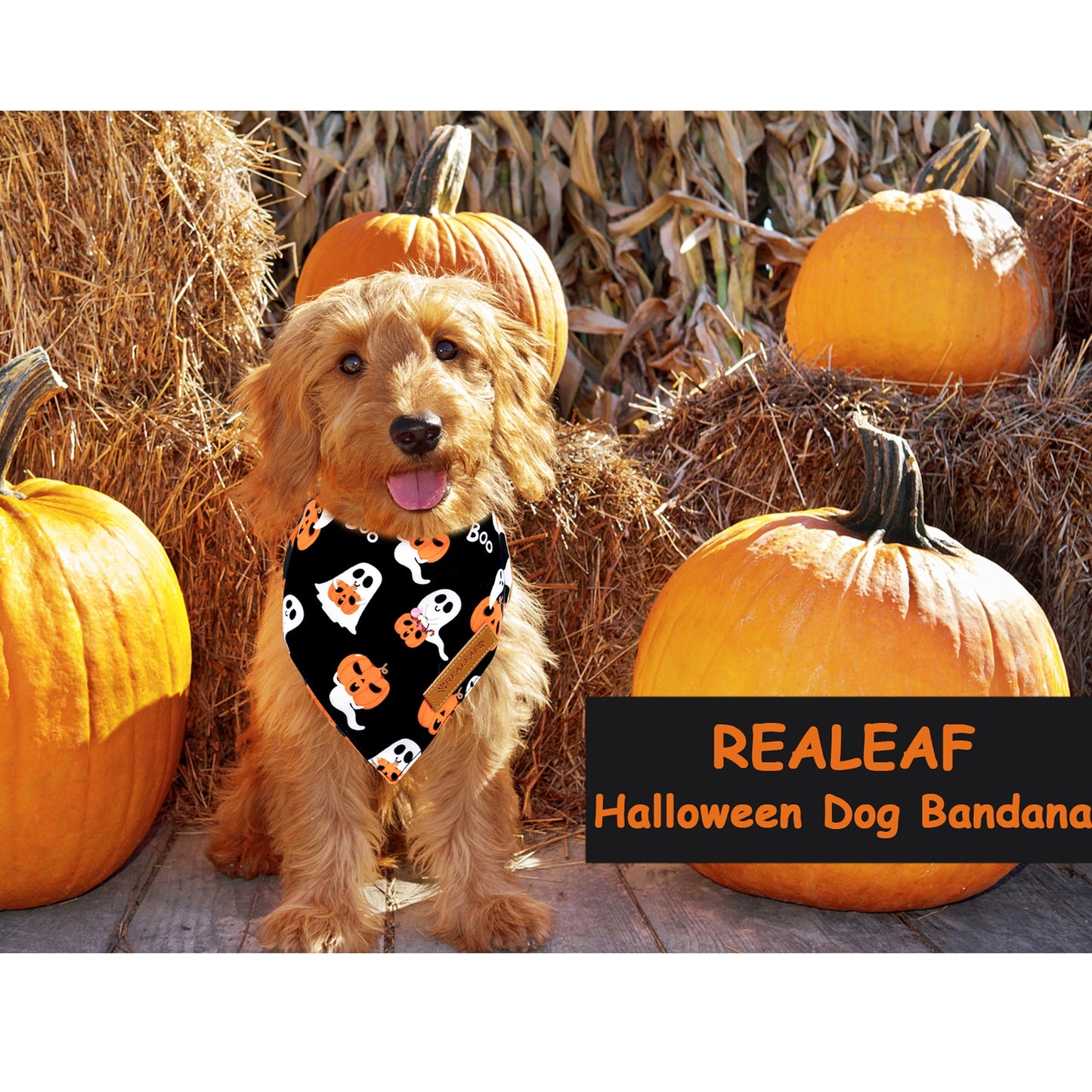 Halloween Dog Bandanas 2 Pack The Dachshund Zone