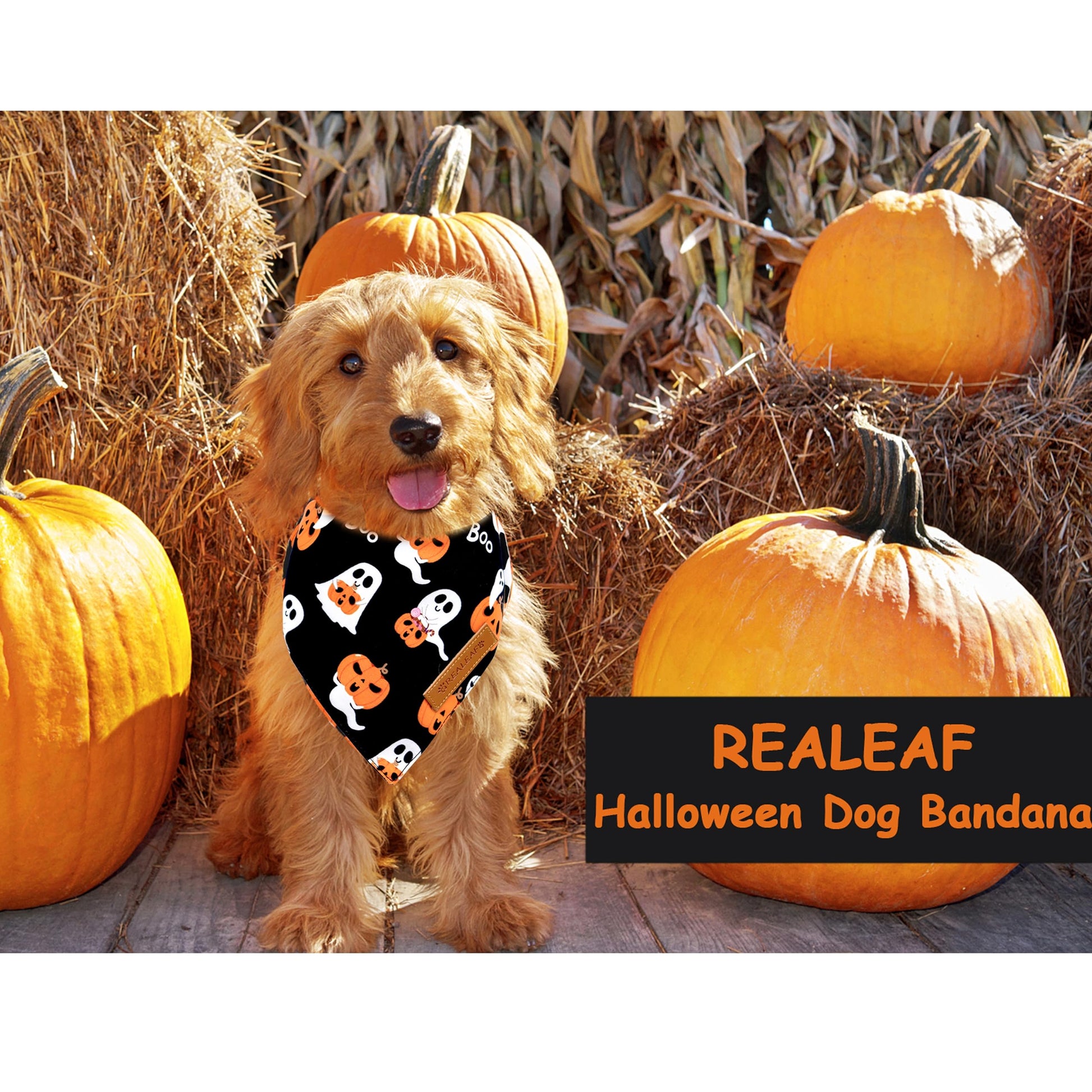 Halloween Dog Bandanas 2 Pack The Dachshund Zone
